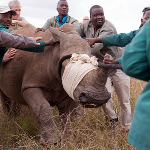 In Museums, Real Rhino Horns Are an Endangered Species - Atlas Obscura