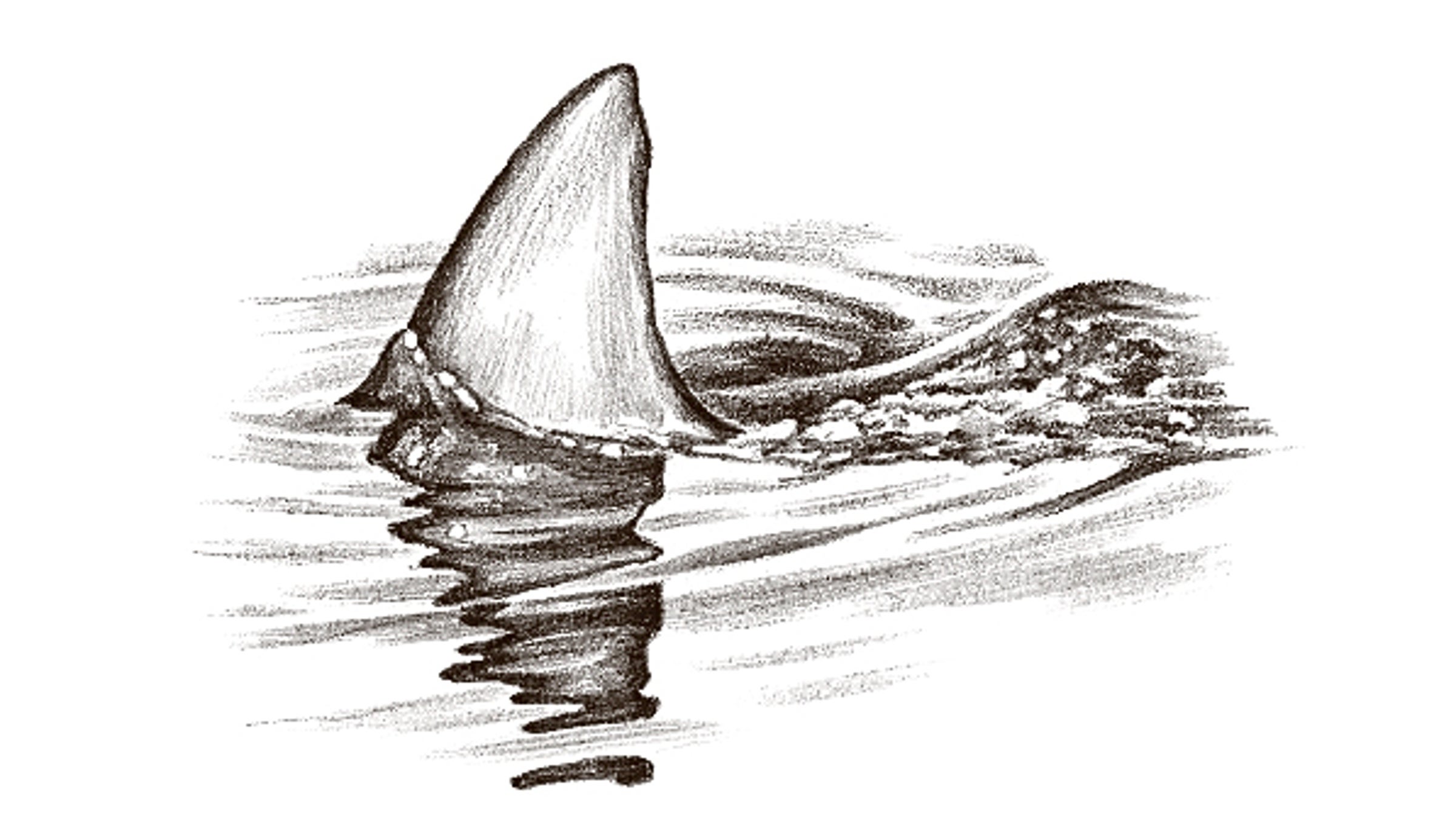 Kind of like that type of fin.