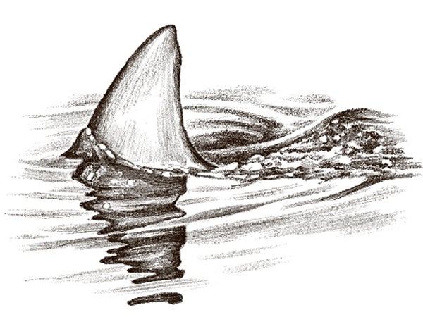 Kind of like that type of fin.