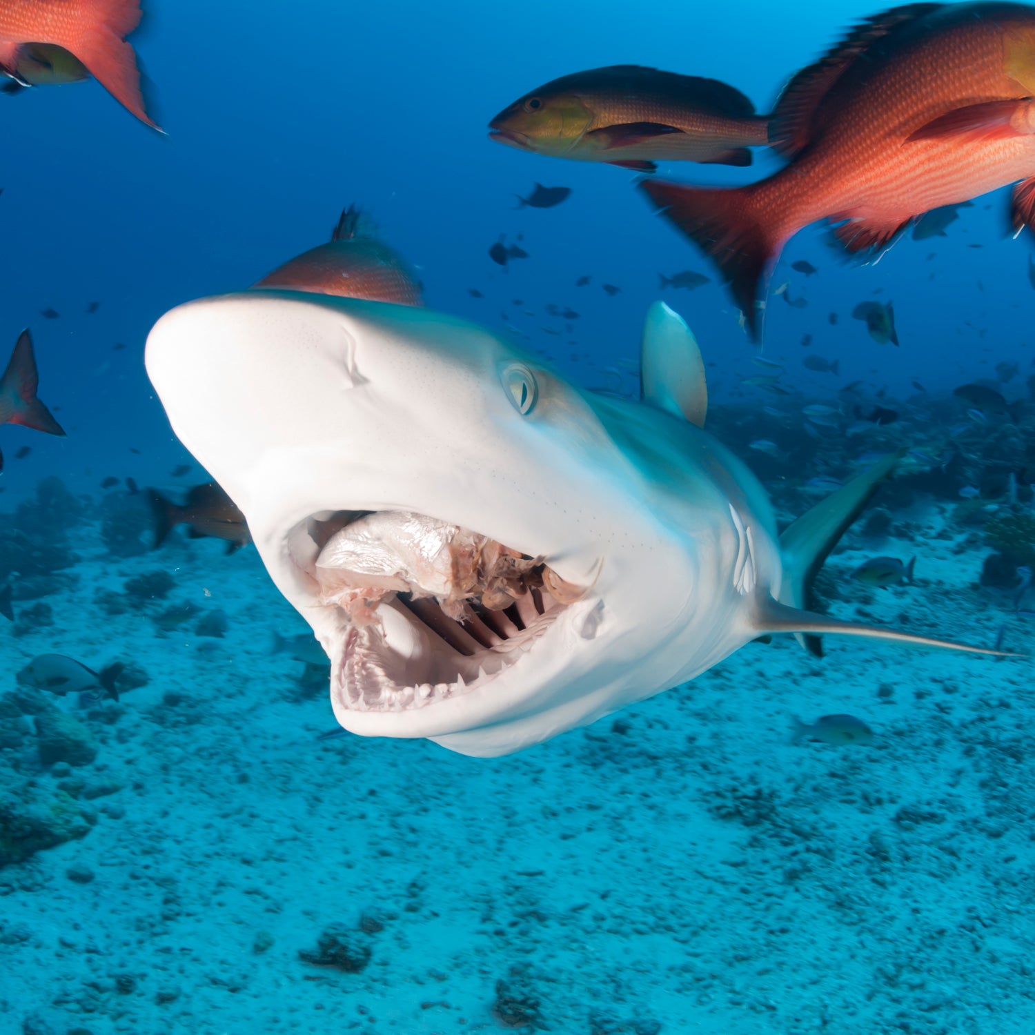 How to survive a shark attack – or better yet, avoid one entirely