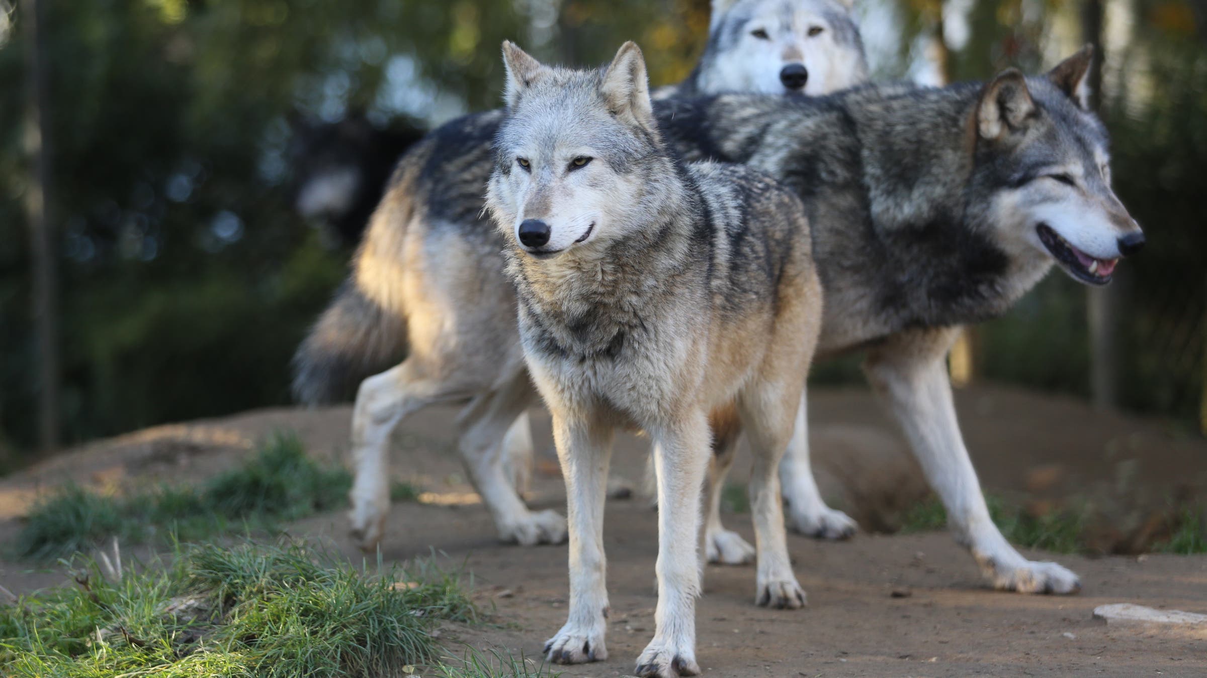 Parachuting Wolves Isle Royale Begins Wolf Management Plan