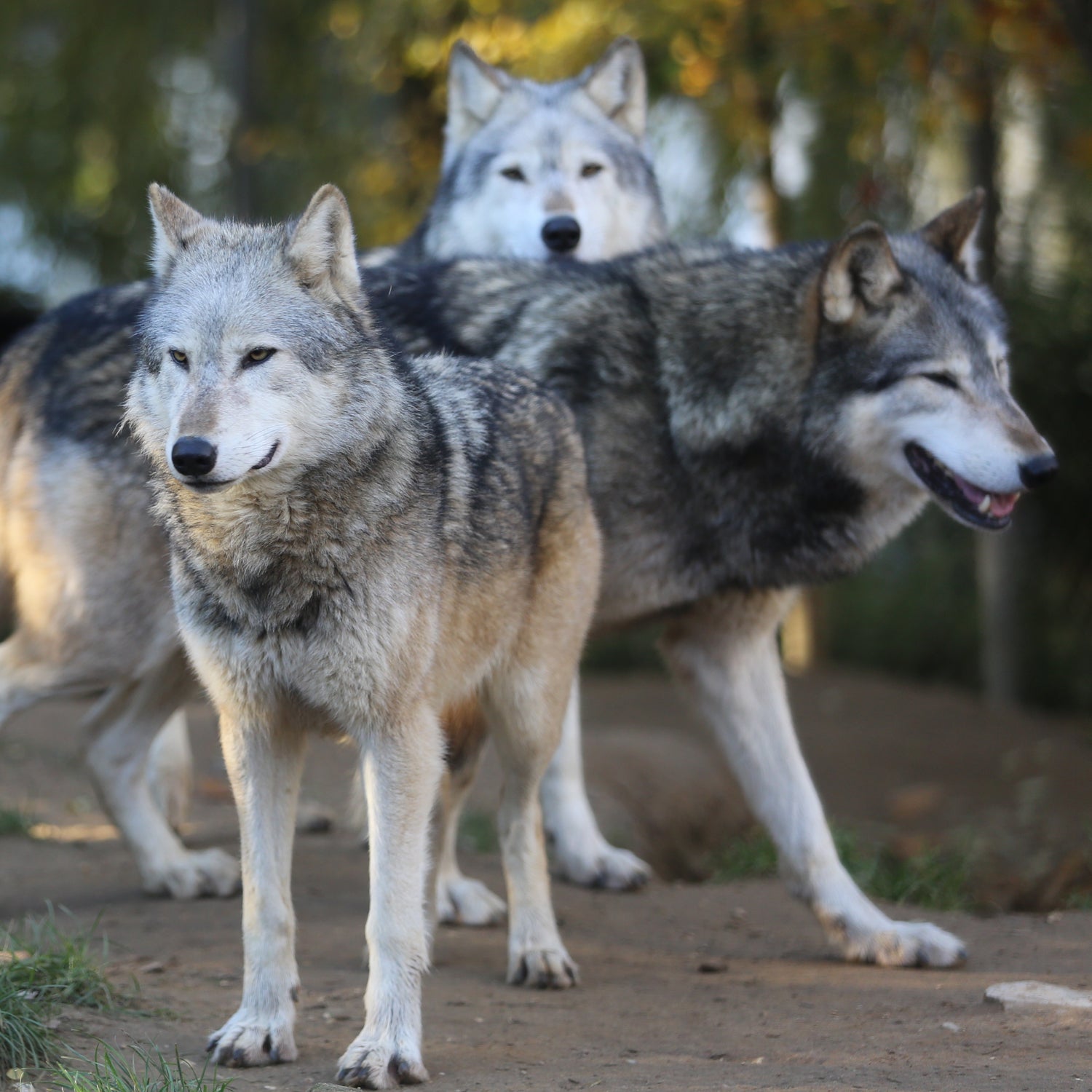 This year, only three wolves have been documented in Michigan’s Isle Royale National Park.