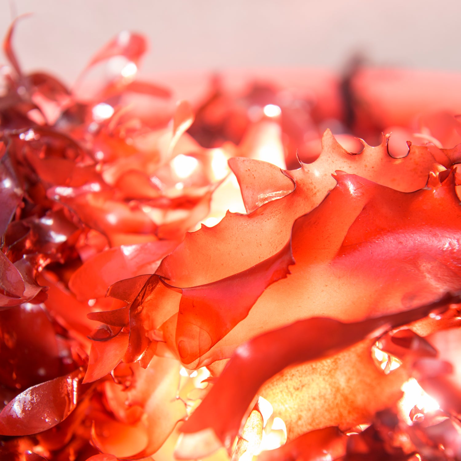 Close up of dulse seaweed being grown and harvested at Hatfield Marine Science Center in Newport Oregon. Chris Langdon has been growing and studying it for decades and is now working with the Food Innovation Center in Portland on creating healthly and appealing dishes.