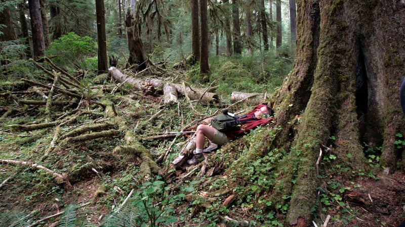 Hempton at the base of a western hemlock in the Hoh Rainforest.