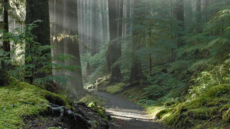 A quiet trail in Olympic National Park.