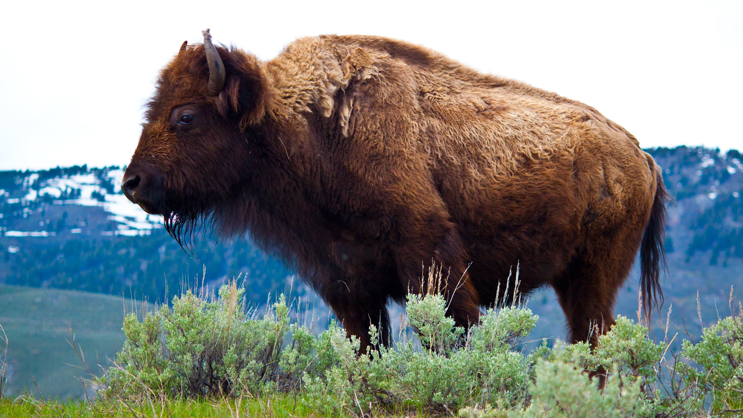 The injured woman was the fifth person to be injured this year after approaching a bison in Yellowstone. Three of those incidents involved taking photos.