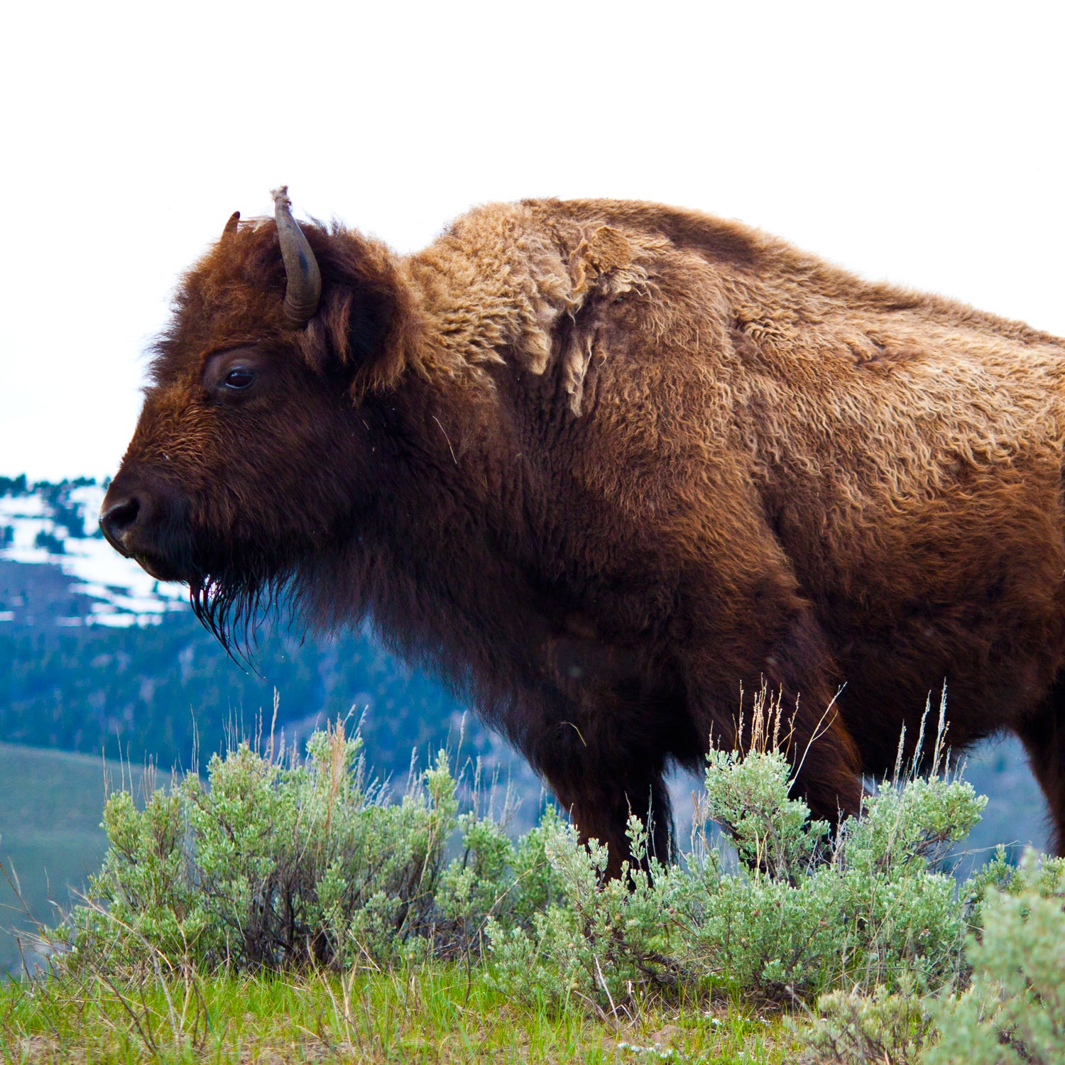 The injured woman was the fifth person to be injured this year after approaching a bison in Yellowstone. Three of those incidents involved taking photos.