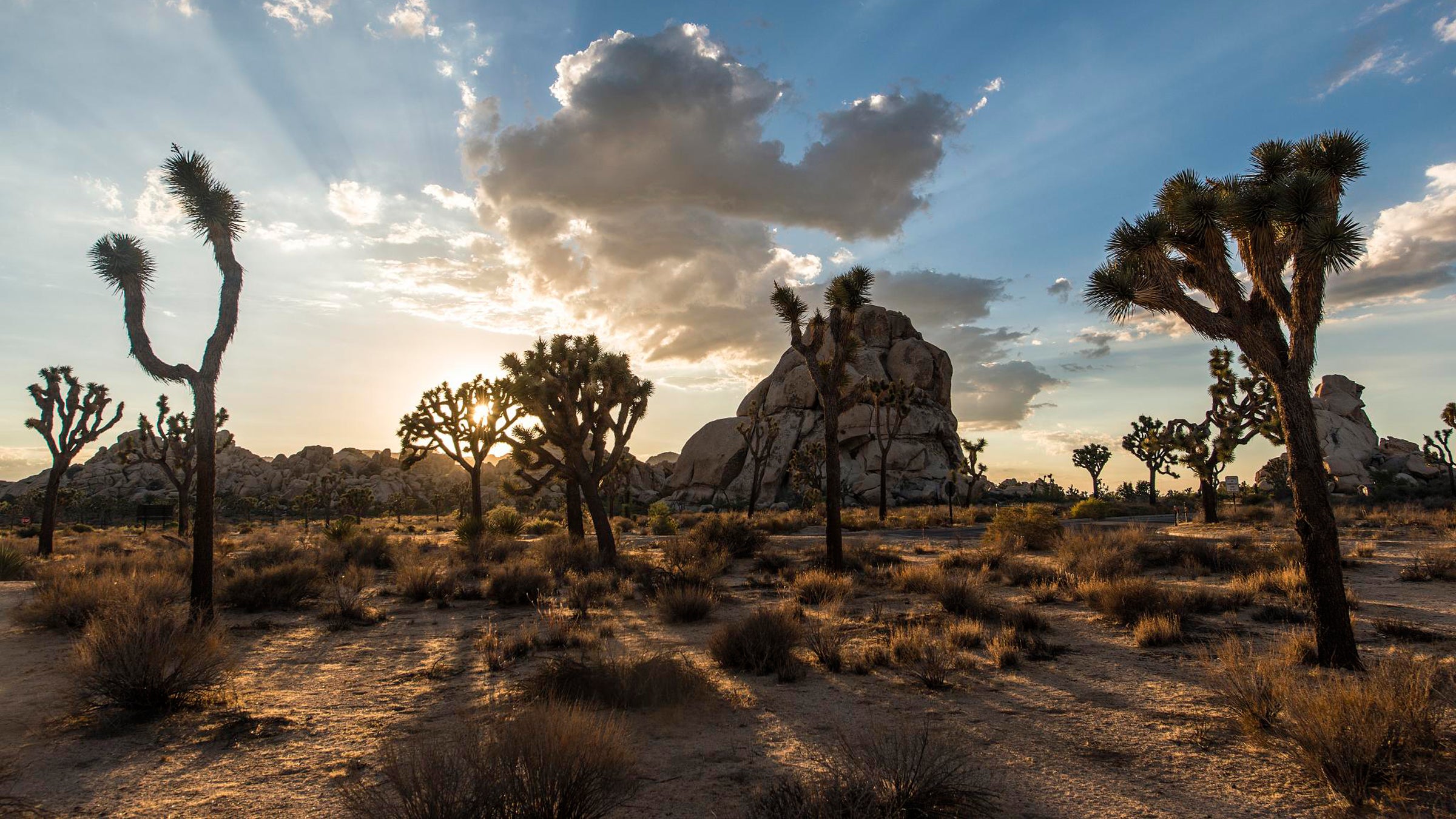 Joshua trees have a fragile root system that has suffered from California's excess heat and dryness.