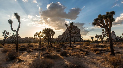 Joshua trees have a fragile root system that has suffered from California's excess heat and dryness.