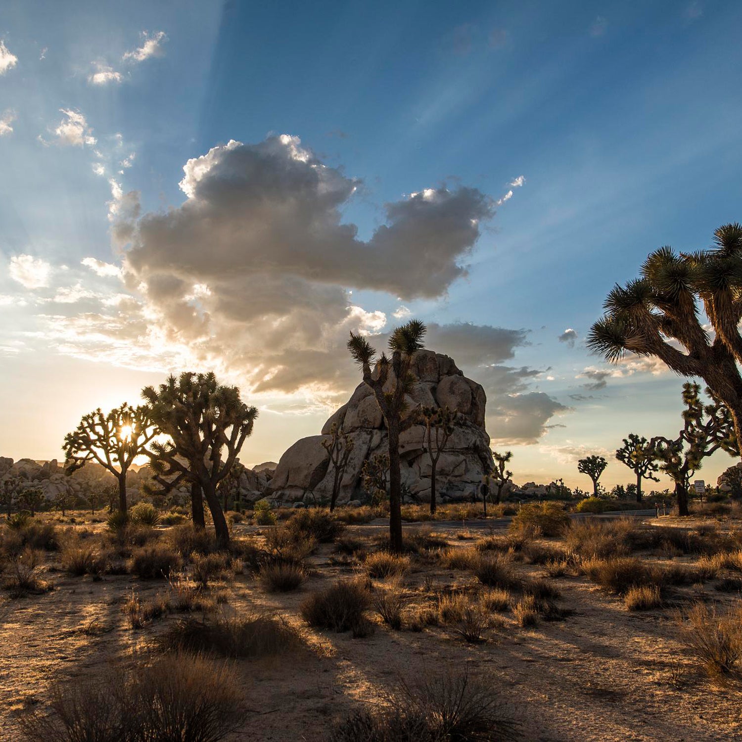 Joshua trees have a fragile root system that has suffered from California's excess heat and dryness.