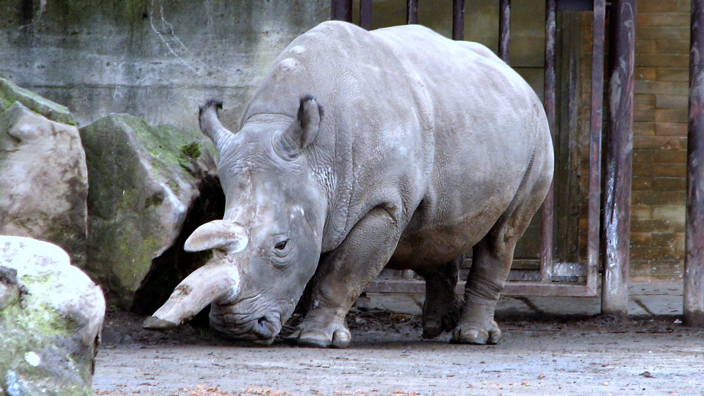 The female northern white rhino lived in the Dvur Králové Zoo in the Czech Republic.