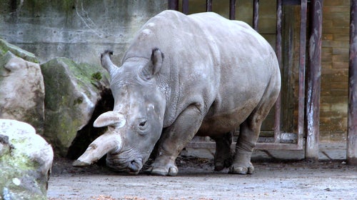 The female northern white rhino lived in the Dvur Králové Zoo in the Czech Republic.