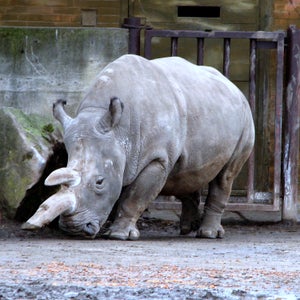 The female northern white rhino lived in the Dvur Králové Zoo in the Czech Republic.