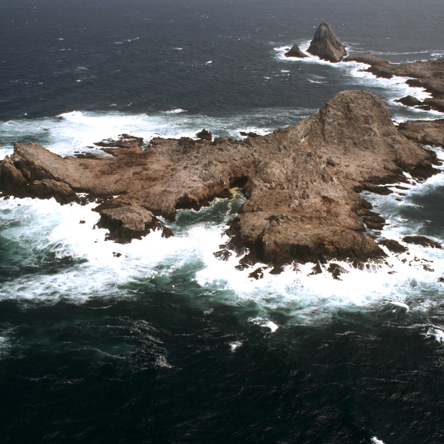 Researchers often observe great white sharks near the Farallon Islands.