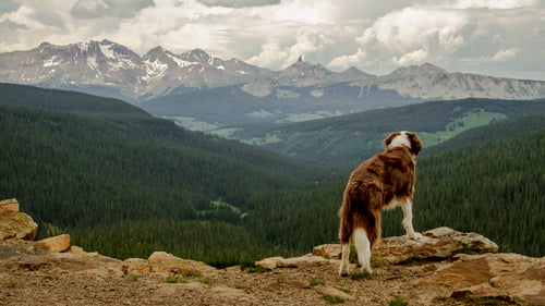 Above the dog's head and to the left is Lizard Head Peak, seen from Bolam Pass, pointing into the sky. At one time, it was considered the hardest climb in Colorado, with a 500-foot vertical pillar problem at its peak.