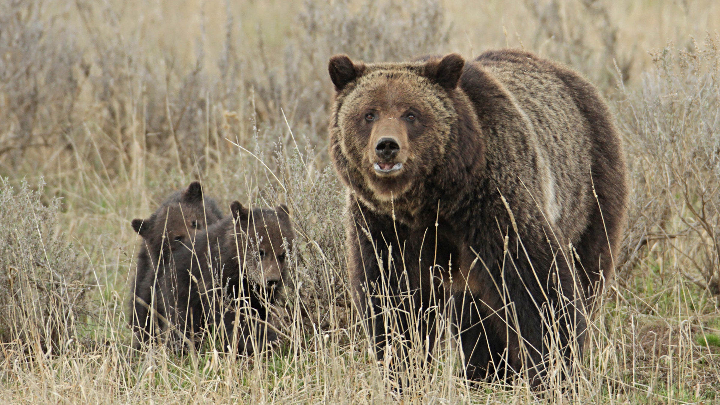 Bear traps were set in the area. Bears that are caught will be euthanized if park officials can determine that they were involved in the attack.