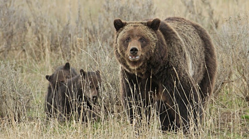 Bear traps were set in the area. Bears that are caught will be euthanized if park officials can determine that they were involved in the attack.