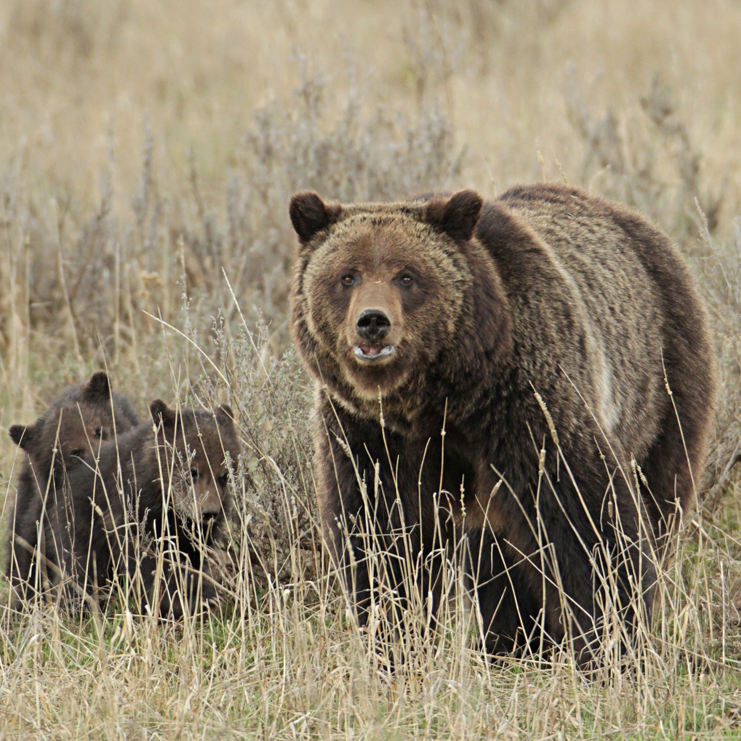 Bear traps were set in the area. Bears that are caught will be euthanized if park officials can determine that they were involved in the attack.