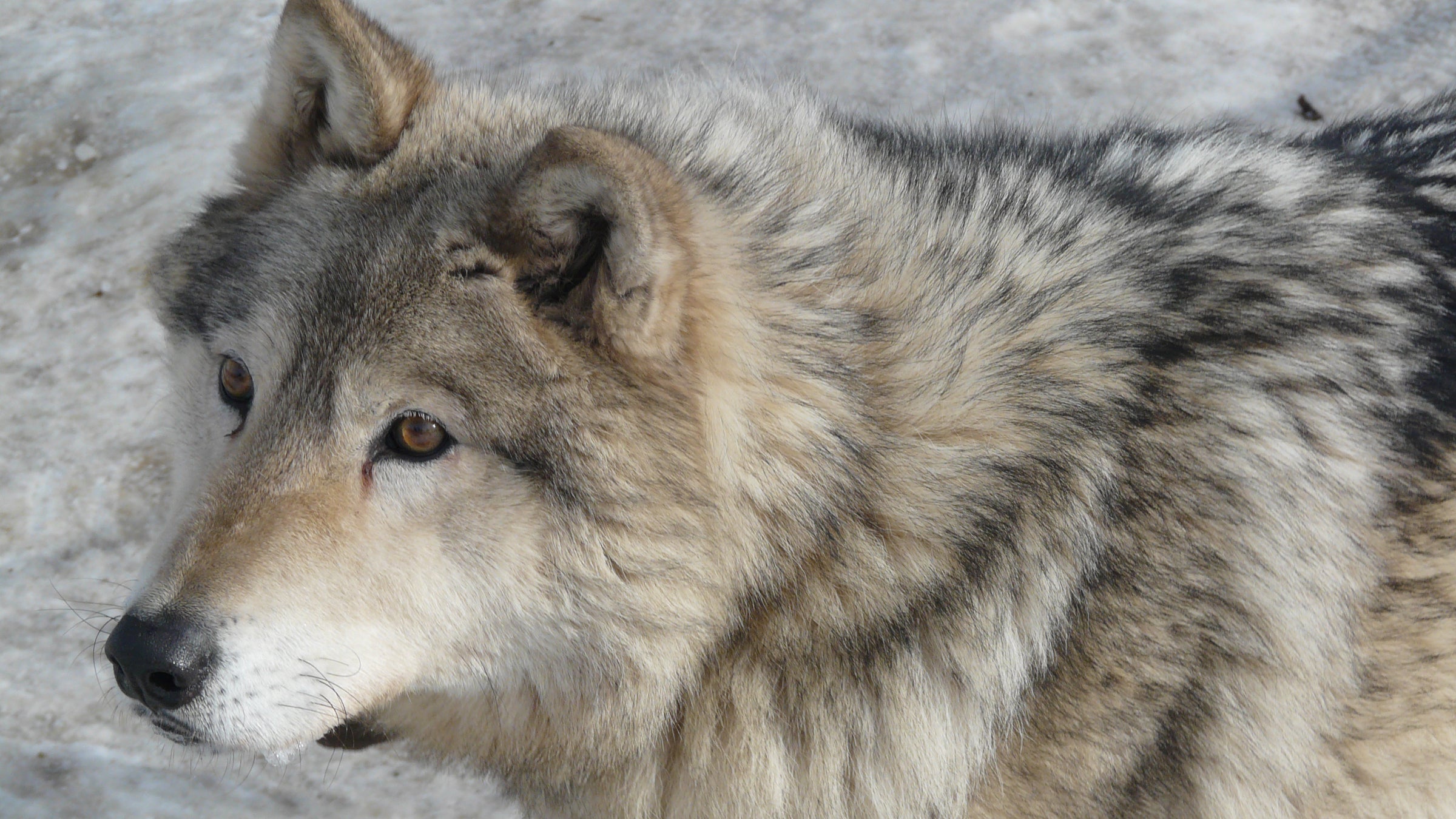 In 2010, the Alaska Board of Game removed a buffer zone around the corridor that prohibited wolf hunting and trapping. Since then, the estimated wolf population in the park has dropped to 48, the lowest spring count on record. 
