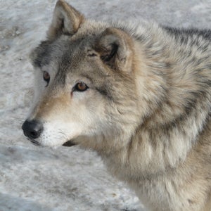 In 2010, the Alaska Board of Game removed a buffer zone around the corridor that prohibited wolf hunting and trapping. Since then, the estimated wolf population in the park has dropped to 48, the lowest spring count on record.