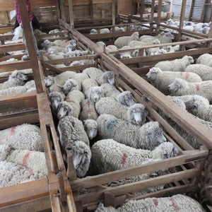 PETA released photos of crowded conditions at the sheep farm.
