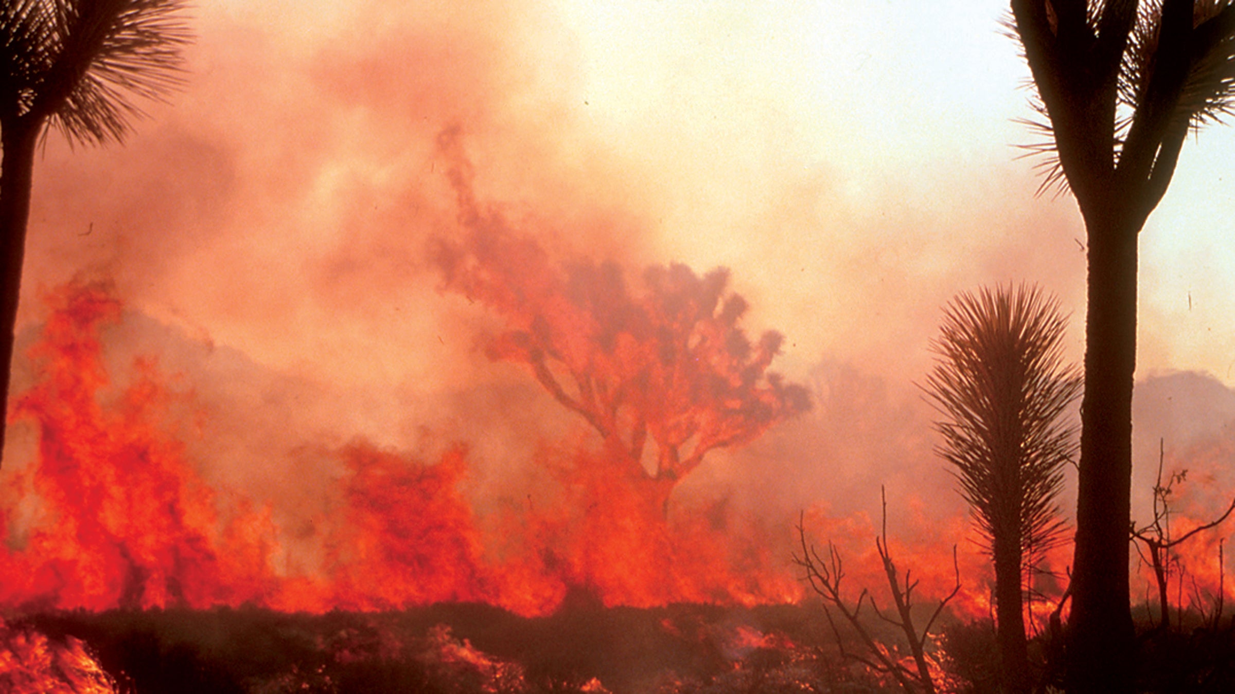 Wildfires destroy 7.3 million acres of land every year, according to the U.S. Forest Service.