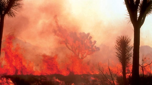 Wildfires destroy 7.3 million acres of land every year, according to the U.S. Forest Service.