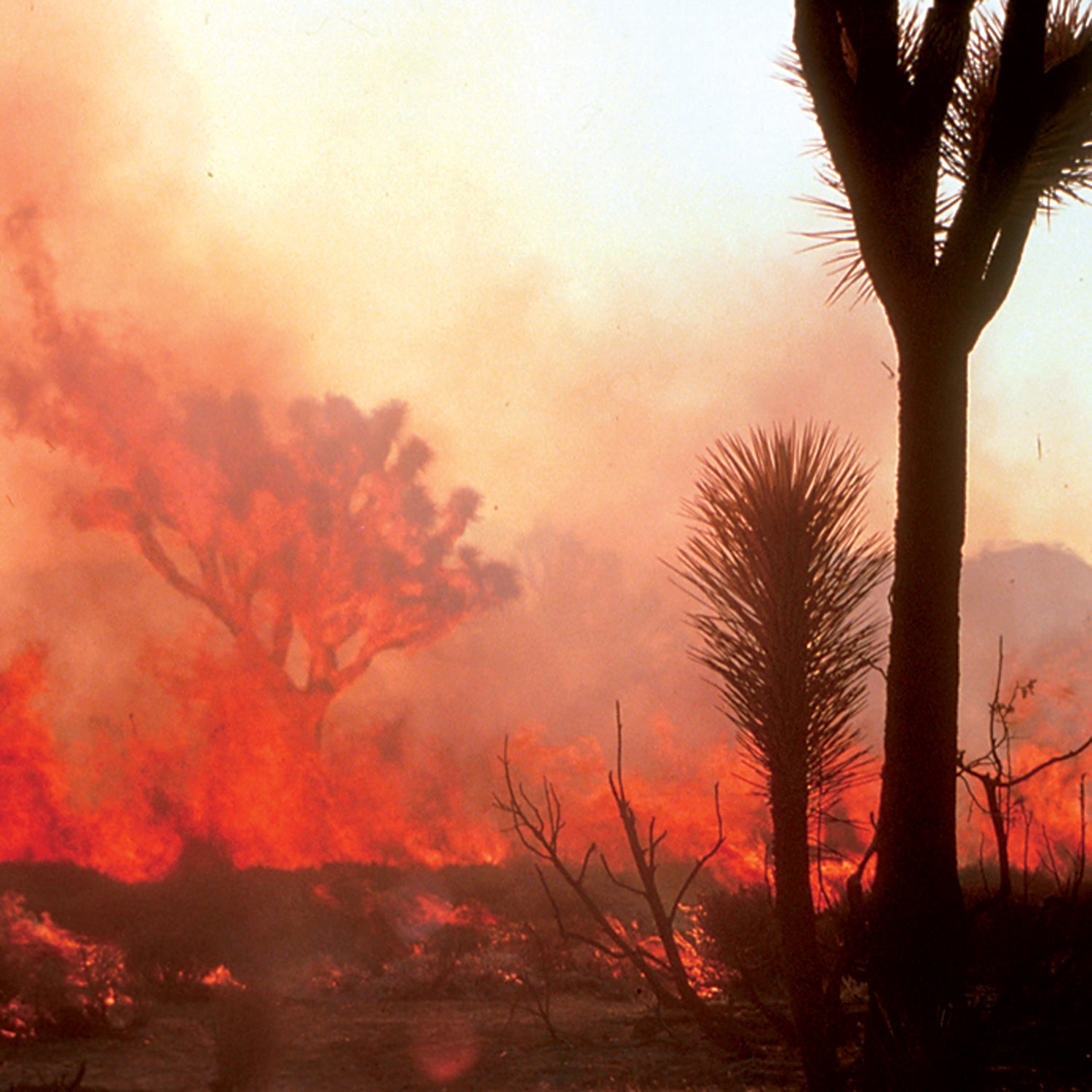 Wildfires destroy 7.3 million acres of land every year, according to the U.S. Forest Service.