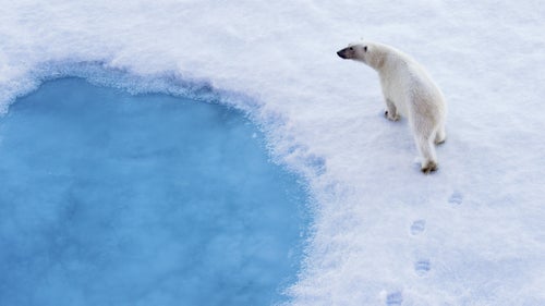 Polar bears may look sweet, but they are the apex predators of the Arctic. Humans are food, like every other living creature on the ice. Unfortunately, these magnificent, lone wanderers are suffering the effects of Arctic warming. As sea-ice disappears, it takes with it the bear鈥檚 staple diet in seals.