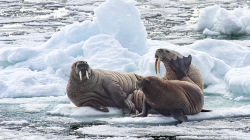Along with the occasional seal and polar bear, small herds of walruses can be seen along the seemingly endless ice-floes. Tusks are used to help walruses climb out of the water onto the ice.