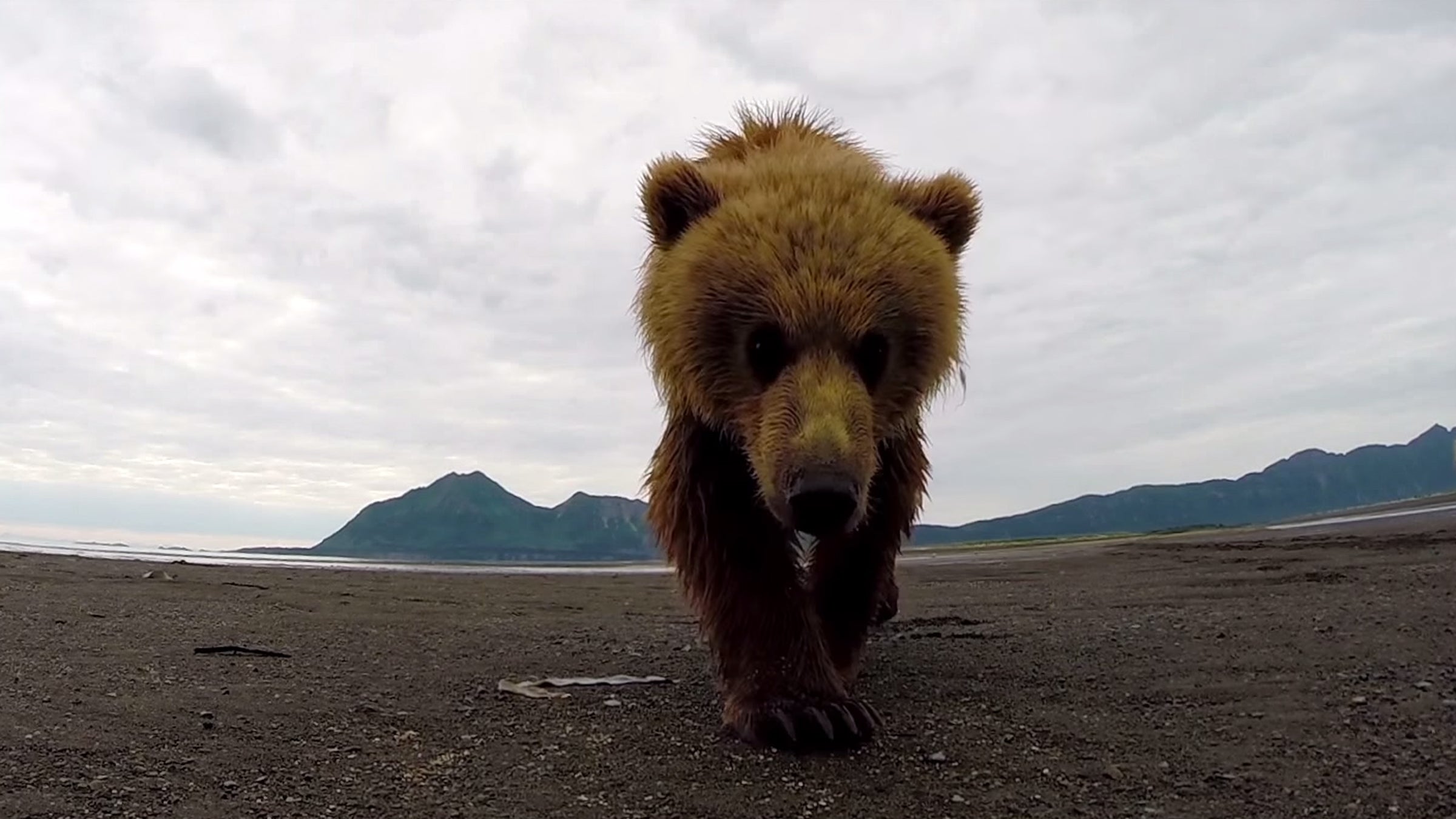 After slowly approaching it, the bear swipes at the camera.