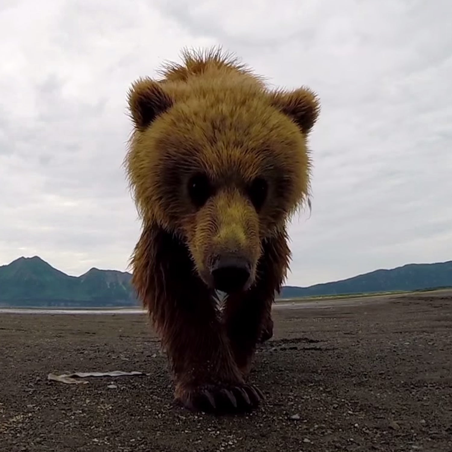 After slowly approaching it, the bear swipes at the camera.