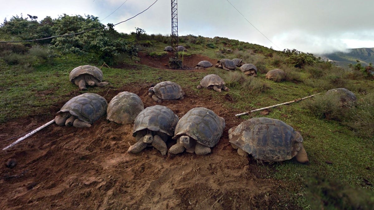 Google Street View's Majestic Tortoise Tour