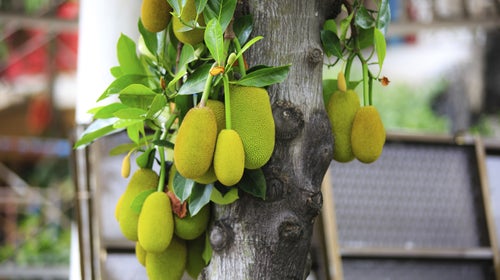 Unripe jackfruit is mild and has a texture resembling pulled pork.