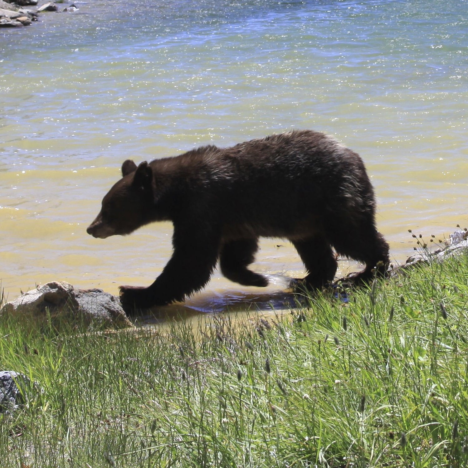 Yosemite Bears Keep Getting Smarter