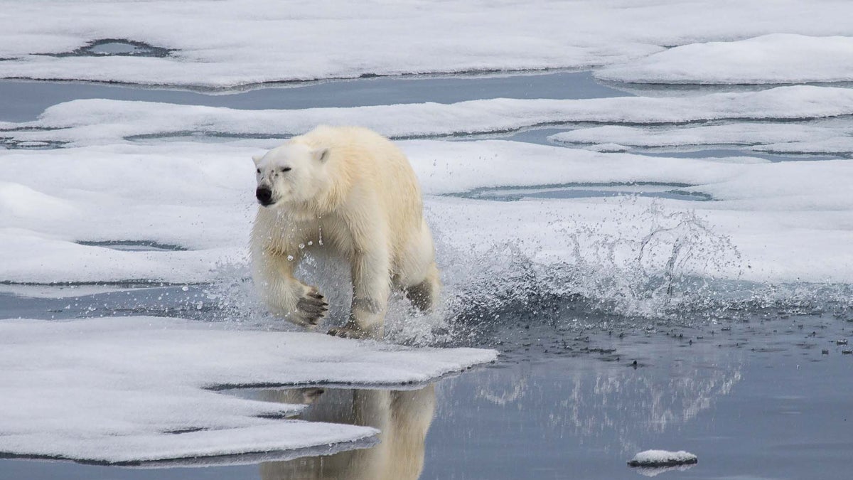 Polar Bears Could Survive Arctic Ice Melt