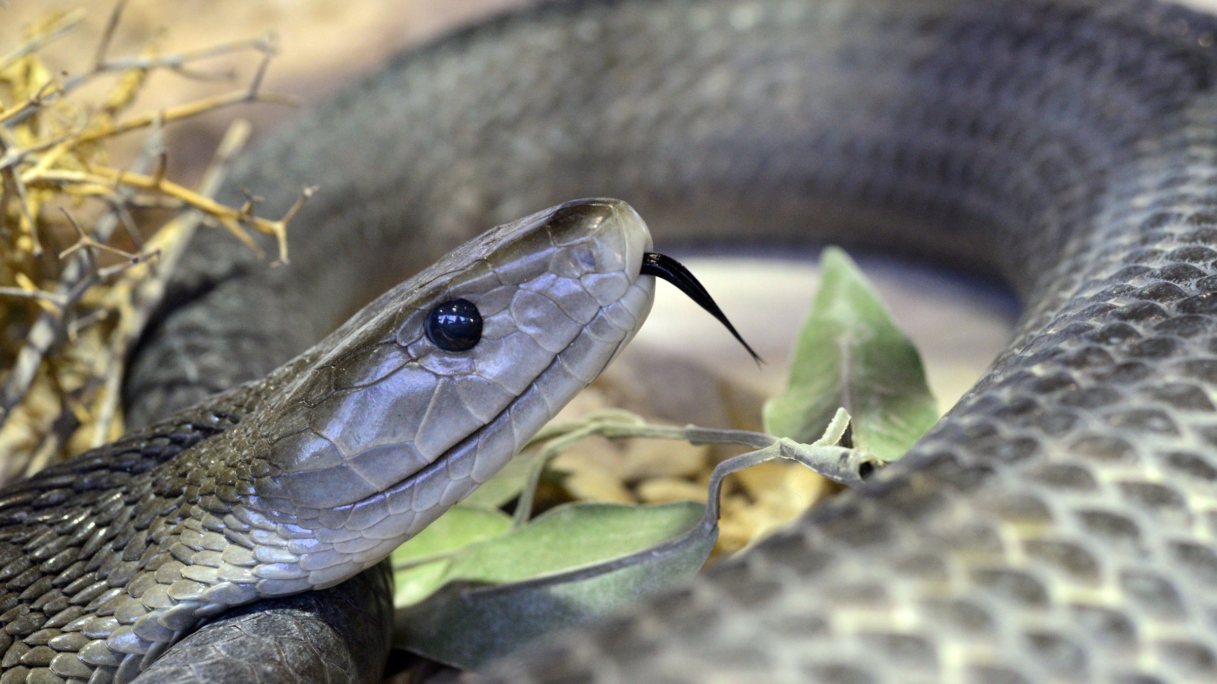 We will run out of anti-venom for Africa's deadliest snakes in 2016, warns Doctors Without Borders.