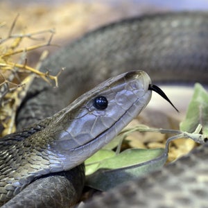 We will run out of anti-venom for Africa's deadliest snakes in 2016, warns Doctors Without Borders.