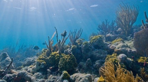Biscayne National Park contains the continental United States’ only tropical coral reef system.