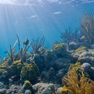 Biscayne National Park contains the continental US’s only tropical coral reef system.