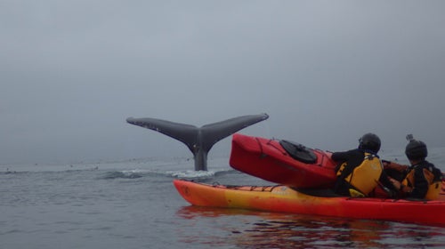 Two whale watchers in Moss Landing Harbor were swamped by a breaching humpback that landed on their kayak.