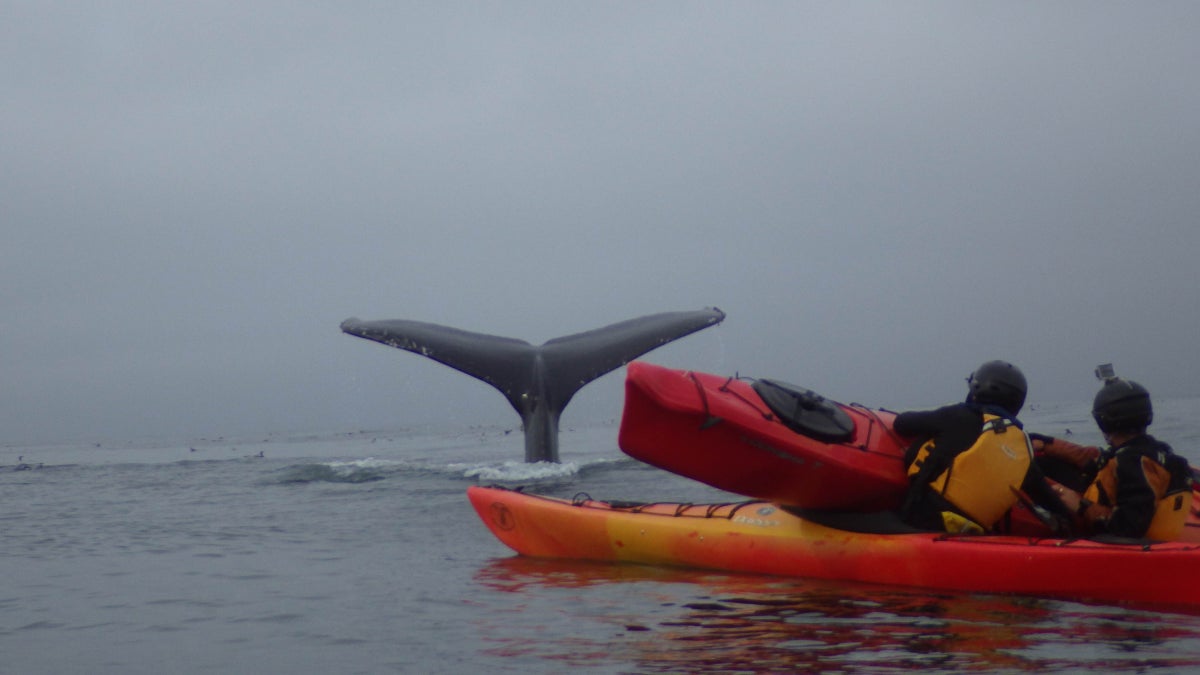 WATCH: Humpback Whale Slams Kayakers