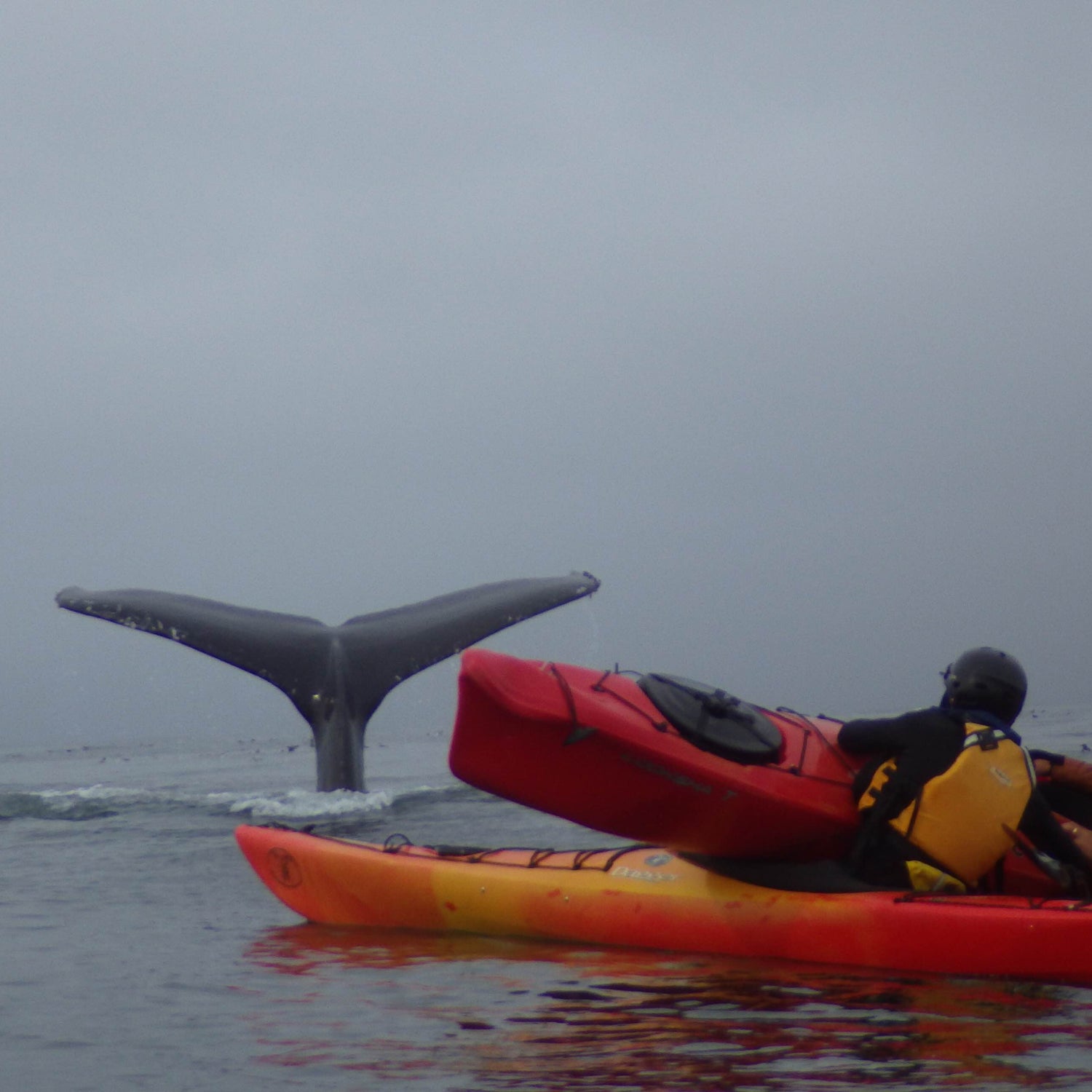 WATCH: Humpback Whale Slams Kayakers