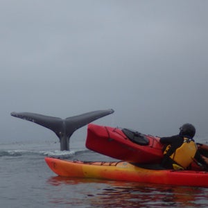 Two whale watchers in Moss Landing Harbor were swamped by a breaching humpback that landed on their kayak.