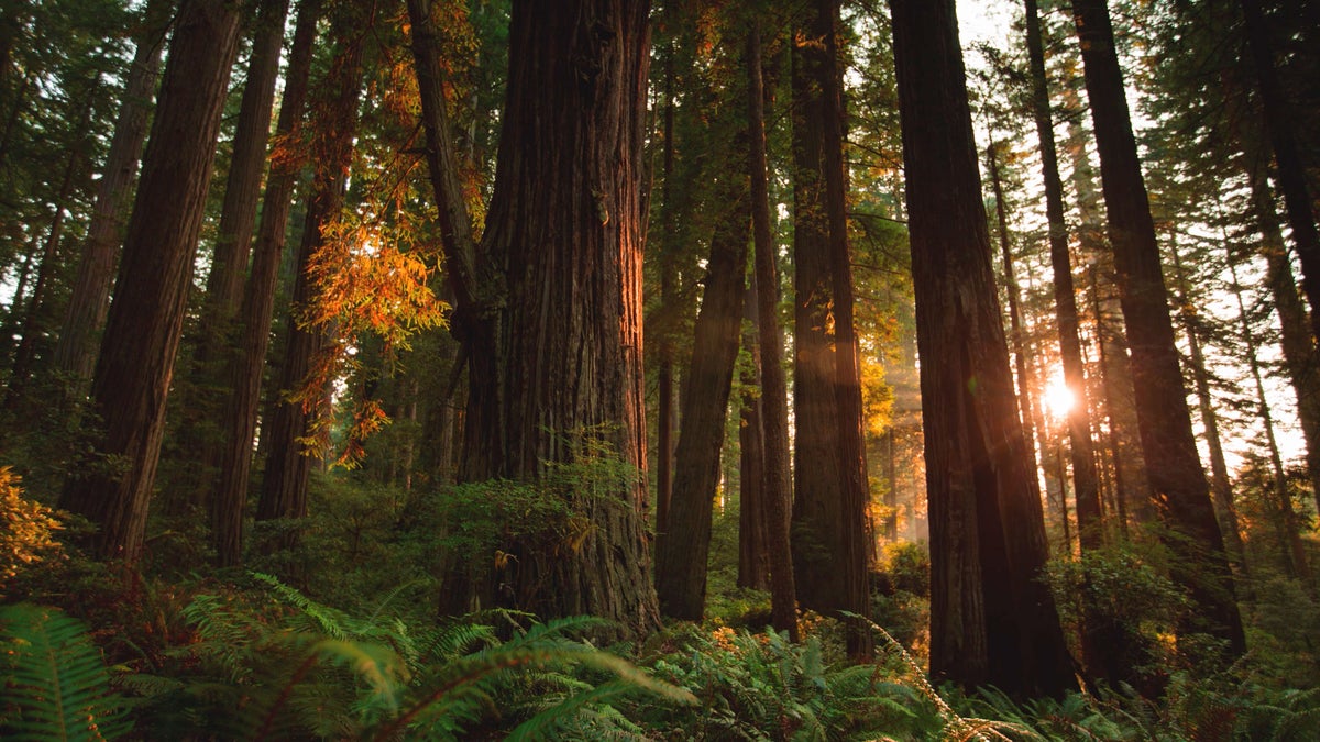 Redwood National Park Is Simply Unbelievable - Outside Online