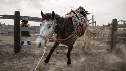 Chief, also known as Grey Horse.