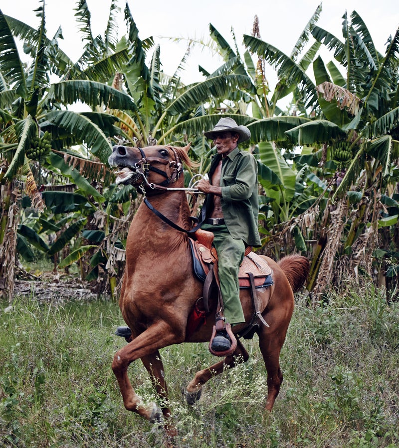 A farmer and his horse surveying a banana plantation owned by the government.