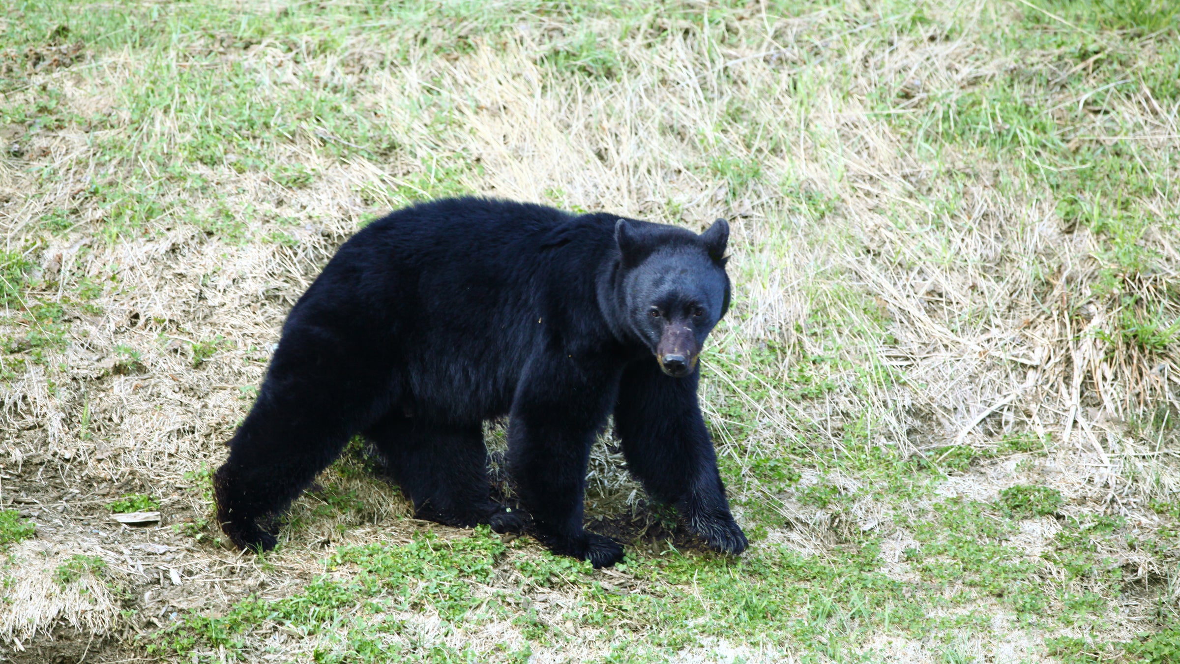 Hunter allegedly fought off a black bear with a hunting knife in Michigan.