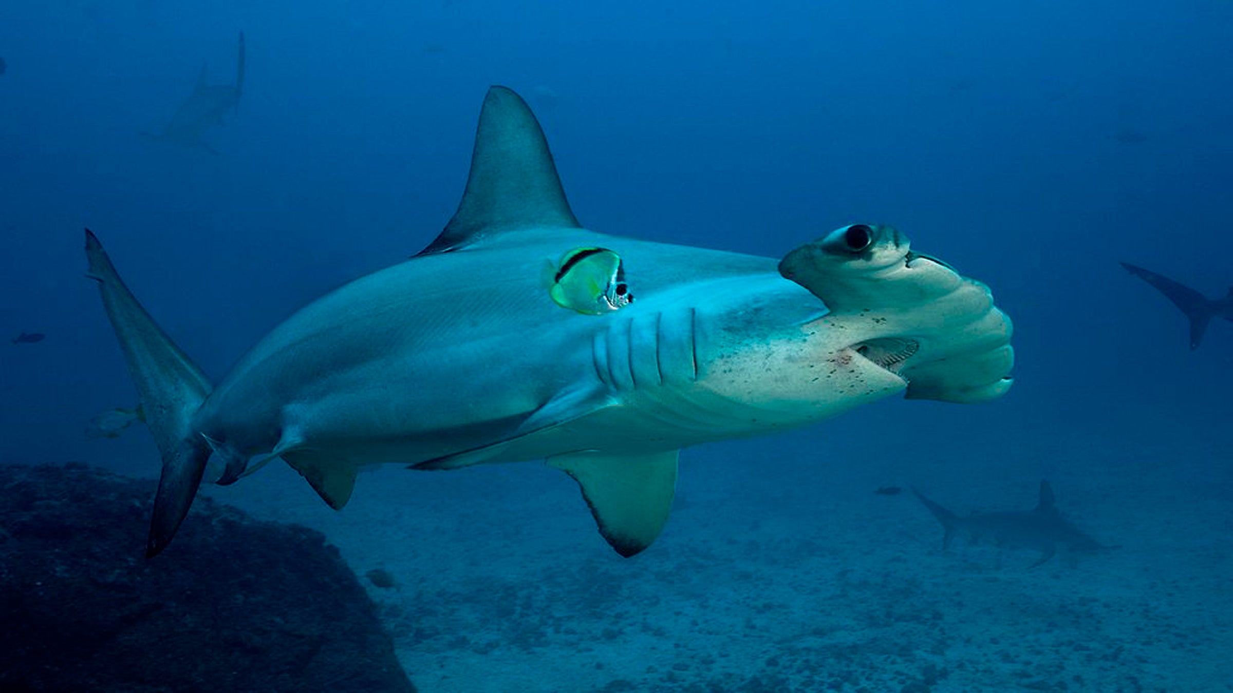 Mark McCracken hit the shark with his paddle more than 20 times before he was able to paddle back to shore. 