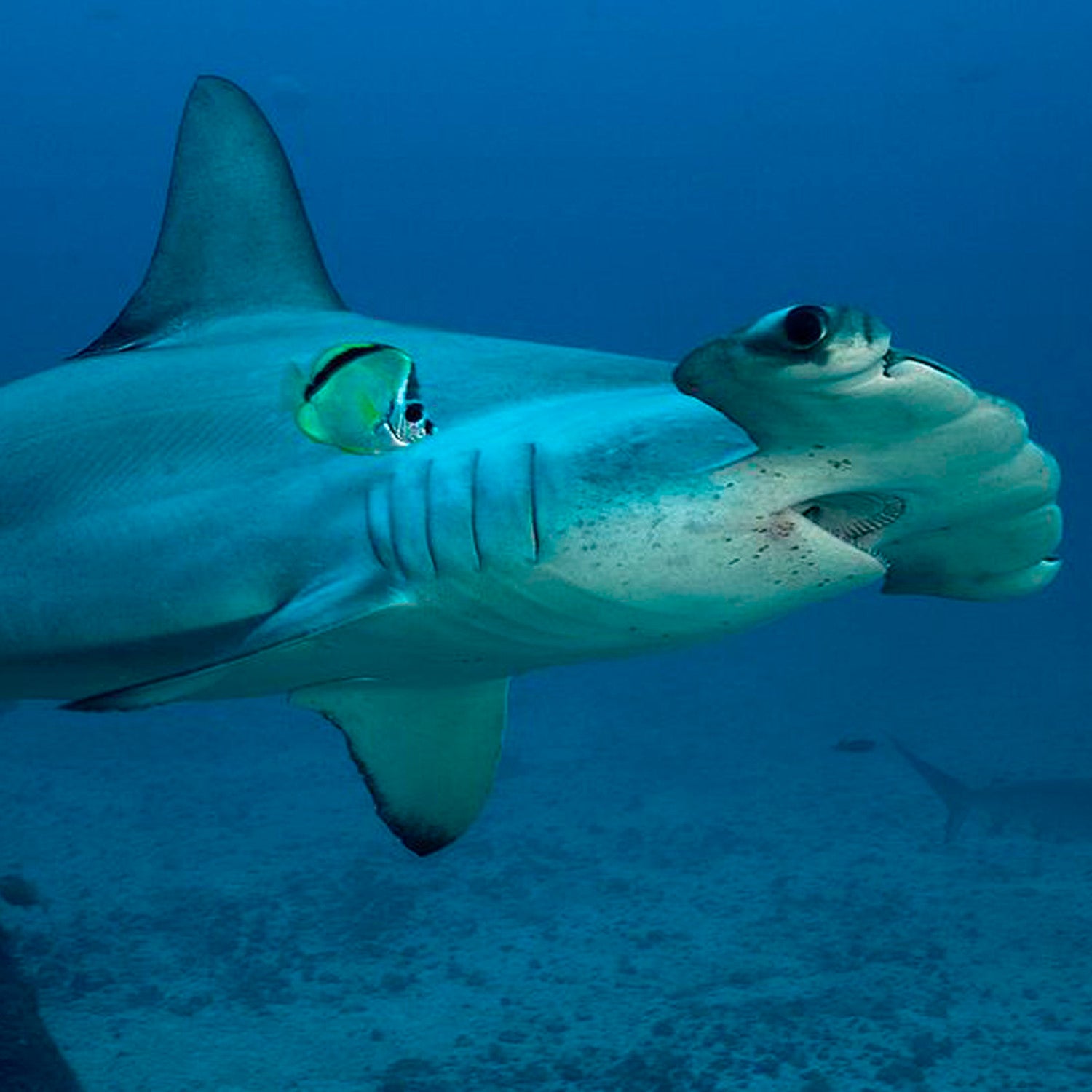 Watch: Hammerhead Rams Kayaker - Outside Online